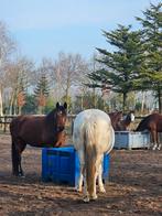 Stalling en gezamenlijke paddock vrij voor 2  merries, Stalling, 2 of 3 paarden of pony's