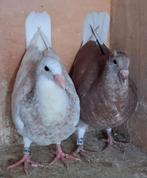 Kleurpostduif. 2 st. Geringd 2025 & eigendomsbewijs, Meerdere dieren, Postduif