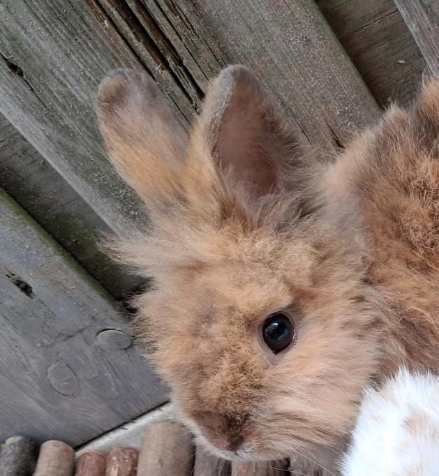 Leeuwenkop dwerg ram, Dieren en Toebehoren, Konijnen, Dwerg, Mannelijk, 0 tot 2 jaar