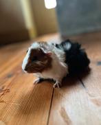 Prachtig mannetjes cavia, Dieren en Toebehoren, Knaagdieren, Cavia, Mannelijk, Tam, September