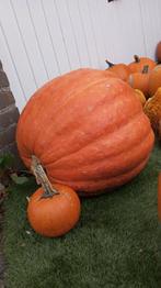 Pompoenen, Ophalen, Nieuw
