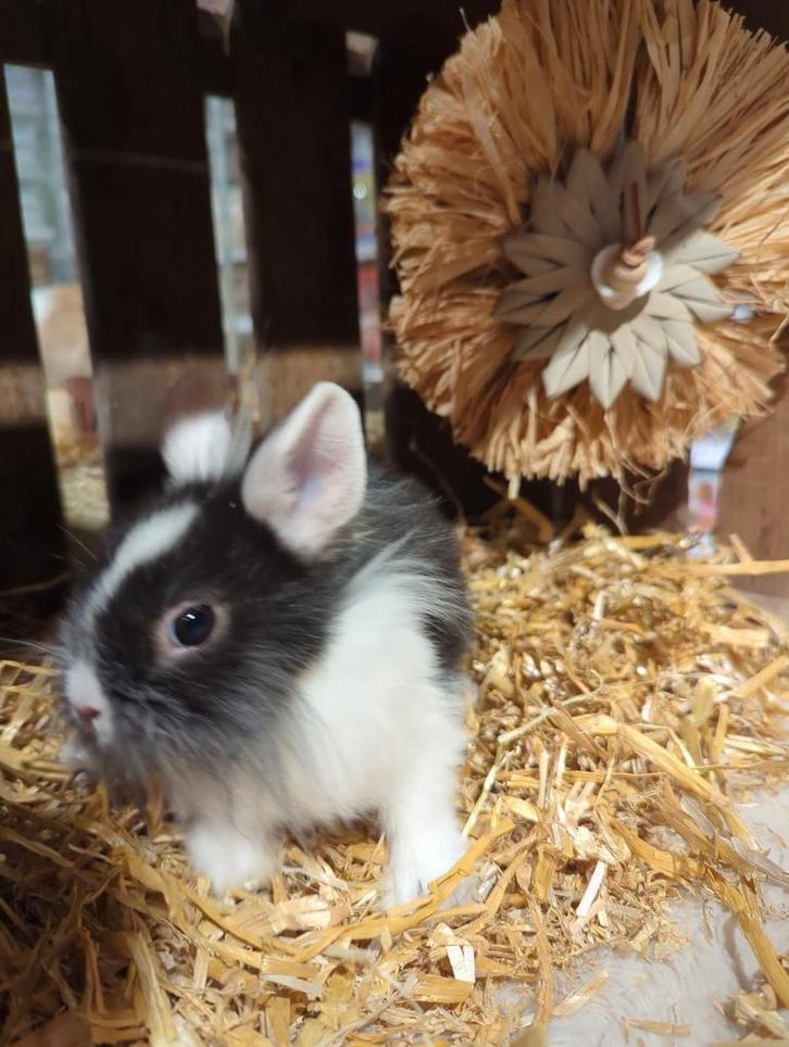 Konijntjes super lief en super tam., Dieren en Toebehoren, Konijnen, Dwerg, Meerdere dieren