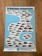 Oude schoolplaat Zoetwatervissen, Antiek en Kunst, Ophalen of Verzenden, Natuur en Biologie
