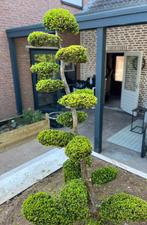 Uniek! Taxus baccata bonsai – Niwaki wolkenboom +- 2m, Ophalen, Halfschaduw, Overige soorten, Lente