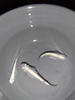 Medaka Miyuki White (Japanse Rijstvisjes) eitjes te koop, Dieren en Toebehoren, Vissen | Aquariumvissen, Vis