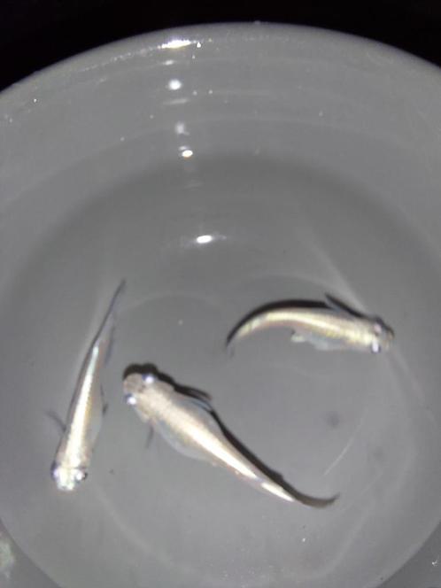 Medaka Miyuki White (Japanse Rijstvisjes) eitjes en visjes, Dieren en Toebehoren, Vissen | Aquariumvissen, Vis