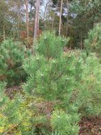 Oostenrijkse Dennen, Zwarte Dennen, Pinus Nigra Nigra t.k., Ophalen, Volle zon, Overige soorten, 100 tot 250 cm