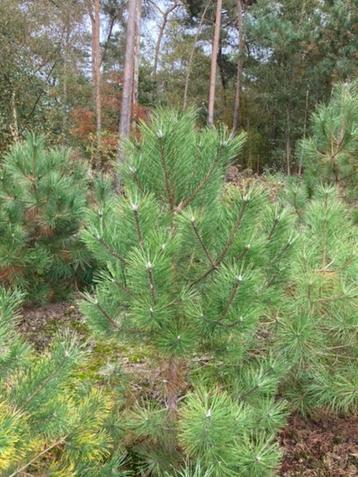 Oostenrijkse Dennen, Zwarte Dennen, Pinus Nigra Nigra t.k. beschikbaar voor biedingen