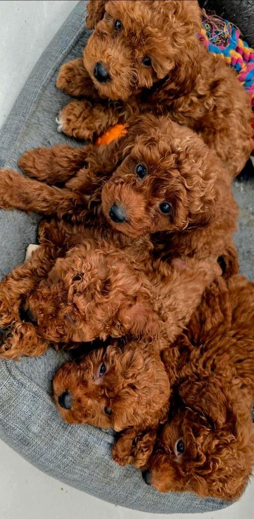 Prachtige donkerrode toypoedel pups, Dieren en Toebehoren, Honden | Chihuahua's en Gezelschapshonden, Meerdere dieren, Poedel