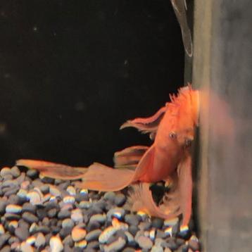 Ancistrus cf. cirrhosus beschikbaar voor biedingen