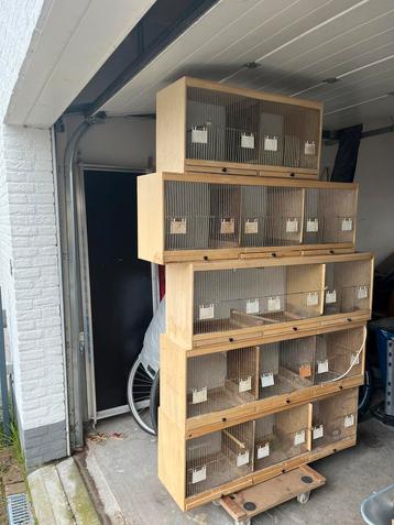 Kweek kooien hout beschikbaar voor biedingen
