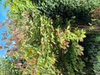 Gratis bomen 2x, Ophalen, Overige soorten, 250 cm of meer