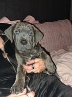 Nog 1 reutje en 1 teefje canecorso pups, Parvo, Overige rassen, 8 tot 15 weken, Meerdere