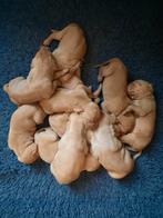 Hongaarse Vizsla pups met stamboom, Overige rassen, CDV (hondenziekte), 8 tot 15 weken, Meerdere
