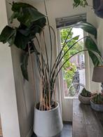 Strelitzia, Ophalen, Overige soorten, 200 cm of meer