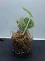 Scindapsus pictus, Huis en Inrichting, Kamerplanten, Overige soorten, Minder dan 100 cm, Halfschaduw, Ophalen