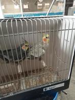 Koppel valkparkieten, Dieren en Toebehoren, Meerdere dieren, Parkiet