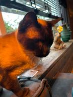 Lieve siamees Bella van 7 jaar, Dieren en Toebehoren, Katten en Kittens | Raskatten | Korthaar, Poes