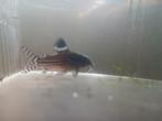 Corydoras Trillineatus 2x, Dieren en Toebehoren
