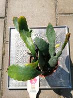 Epiphyllum Sarah Courant, Huis en Inrichting, Ophalen of Verzenden, Overige soorten, Minder dan 100 cm