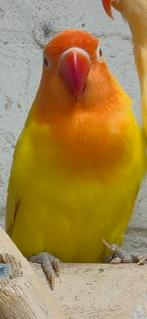 Lutino/creme fischeri, Dieren en Toebehoren, Geslacht onbekend, Dwergpapegaai of Agapornis, Geringd