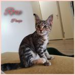 Halve mainecoon kittens, Dieren en Toebehoren, Meerdere dieren, Ontwormd