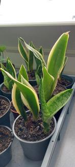 Diverse stekken Sanseveria - Vrouwentong - kamerplant, Ophalen, Overige soorten, Halfschaduw, Minder dan 100 cm