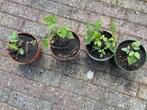 Bramenstekjes doornloos (Schwartze Perle), Volle zon, Groenteplanten, Zomer, Verzenden