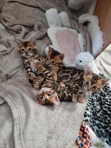 Russische bengaal kittens