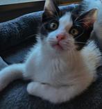 2 kittens zoeken liefdevol huisje( katertje gereserveerd), Dieren en Toebehoren, Meerdere dieren