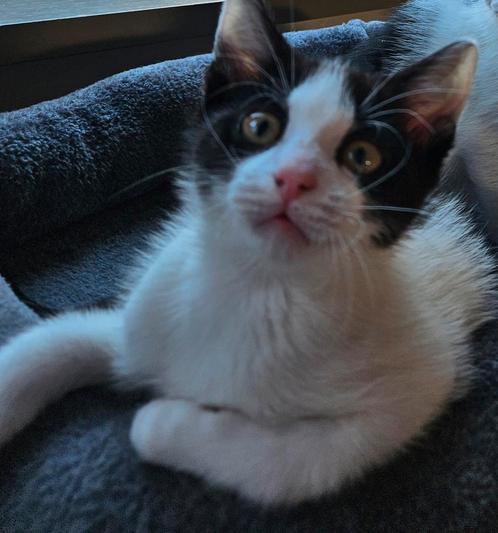 2 kittens zoeken liefdevol huisje( katertje gereserveerd), Dieren en Toebehoren, Katten en Kittens | Raskatten | Langhaar, Meerdere dieren