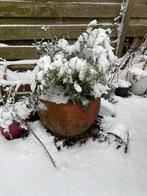 Pot, Ophalen, Halfschaduw, Minder dan 100 cm