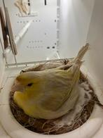 Geel  Mozaïek Kanarie pop 2025 Broedrijp, Dieren en Toebehoren, Vogels | Kanaries, Vrouwelijk, Kleurkanarie