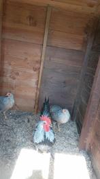 2 Leghorn Zilverpatrijs hennen te koop, Dieren en Toebehoren, Pluimvee, Vrouwelijk, Kip