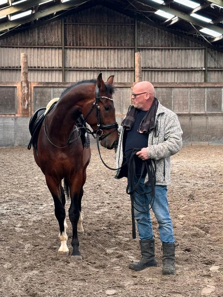 Dressuurpaard, Dieren en Toebehoren, Paarden, Ruin, 170 tot 175 cm, 3 tot 6 jaar, Dressuurpaard, Met stamboom, Gechipt, Ontwormd