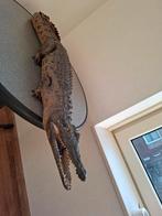 Opgesette Krokodil, Ophalen