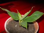 Bananenplant, Ophalen of Verzenden, Halfschaduw, Minder dan 100 cm