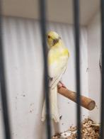 Waterslager kanaries, Dieren en Toebehoren, Meerdere dieren, Kleurkanarie