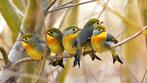 Japanse nachtegaal, Mannelijk, Tropenvogel