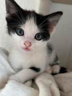 Binnenkat huispoes (kittens) lapjes poes, schildpad kat, Dieren en Toebehoren, Meerdere dieren, Kortharig, 0 tot 2 jaar