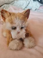 Fur real kitten rood, Ophalen of Verzenden, Zo goed als nieuw