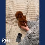 Kleine Toy poedel , toypoedel reu puppy, Dieren en Toebehoren, Honden | Chihuahua's en Gezelschapshonden, Poedel, Reu, Eén hond