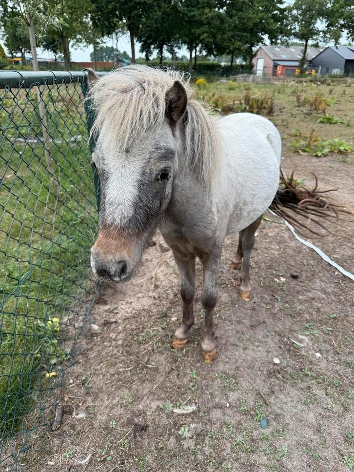 Hengst shetlander jaarling, Dieren en Toebehoren, Pony's, Hengst, Niet van toepassing, A pony (tot 1.17m), Recreatiepony, 0 tot 2 jaar