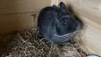 Dwergkonijntje rammelaar, Dieren en Toebehoren, Konijnen, Mannelijk, Dwerg