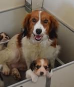 Kooikerhondje pups met stamboom, Overige rassen, 8 tot 15 weken, CDV (hondenziekte), Meerdere