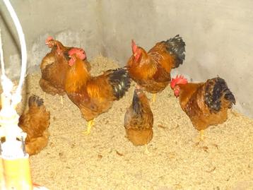 Toom New Hampshire beschikbaar voor biedingen