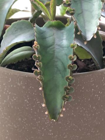 Plantenstekjes "Mother of Thousands", gratis afhalen beschikbaar voor biedingen