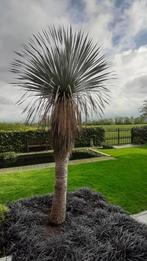 yucca rostrata 2,80mtr hoog, Tuin en Terras, Planten | Tuinplanten, Vaste plant, Overige soorten, Ophalen, Bloeit niet