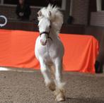 Mooie jaarling tinkerhengst te koop, Dieren en Toebehoren, Paarden, Hengst, Minder dan 160 cm, 0 tot 2 jaar