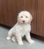 Medium labradoodle puppy's, Overige rassen, 8 tot 15 weken, Meerdere, Meerdere dieren